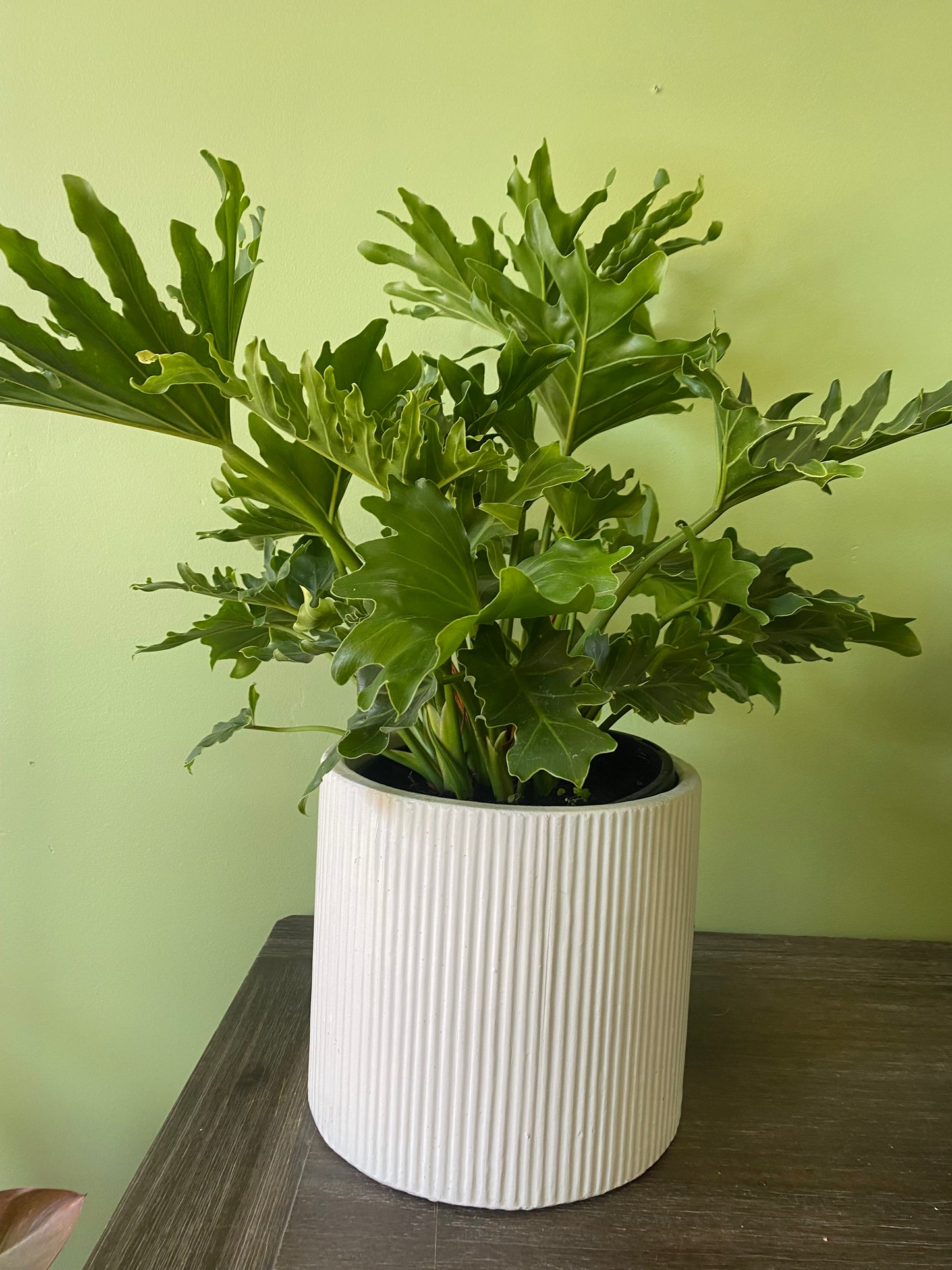 Plants