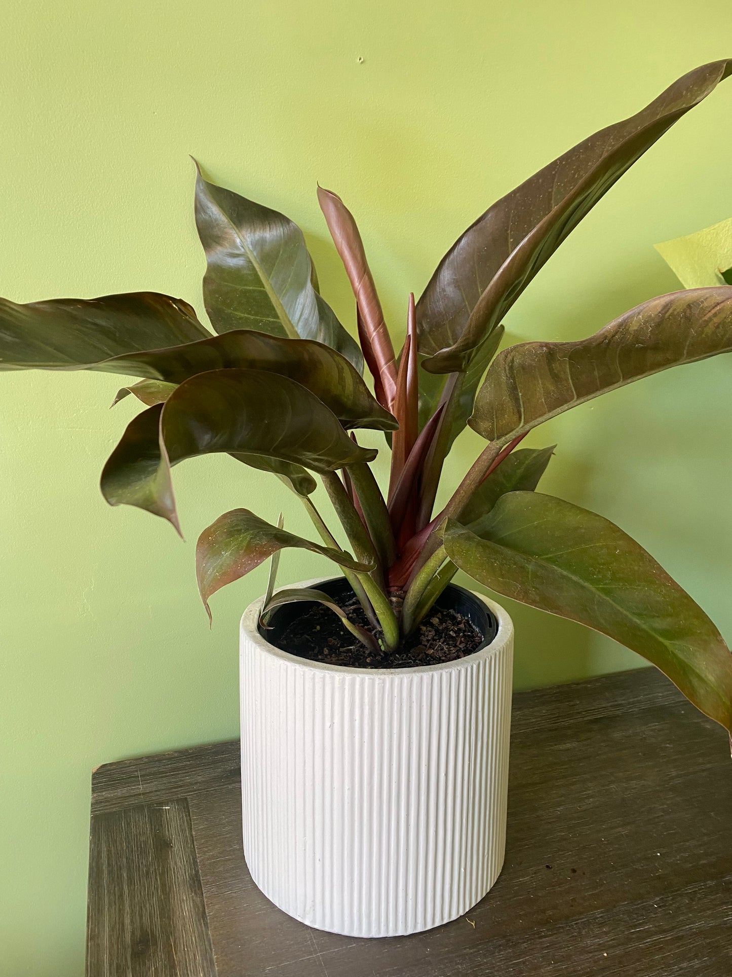 Plants