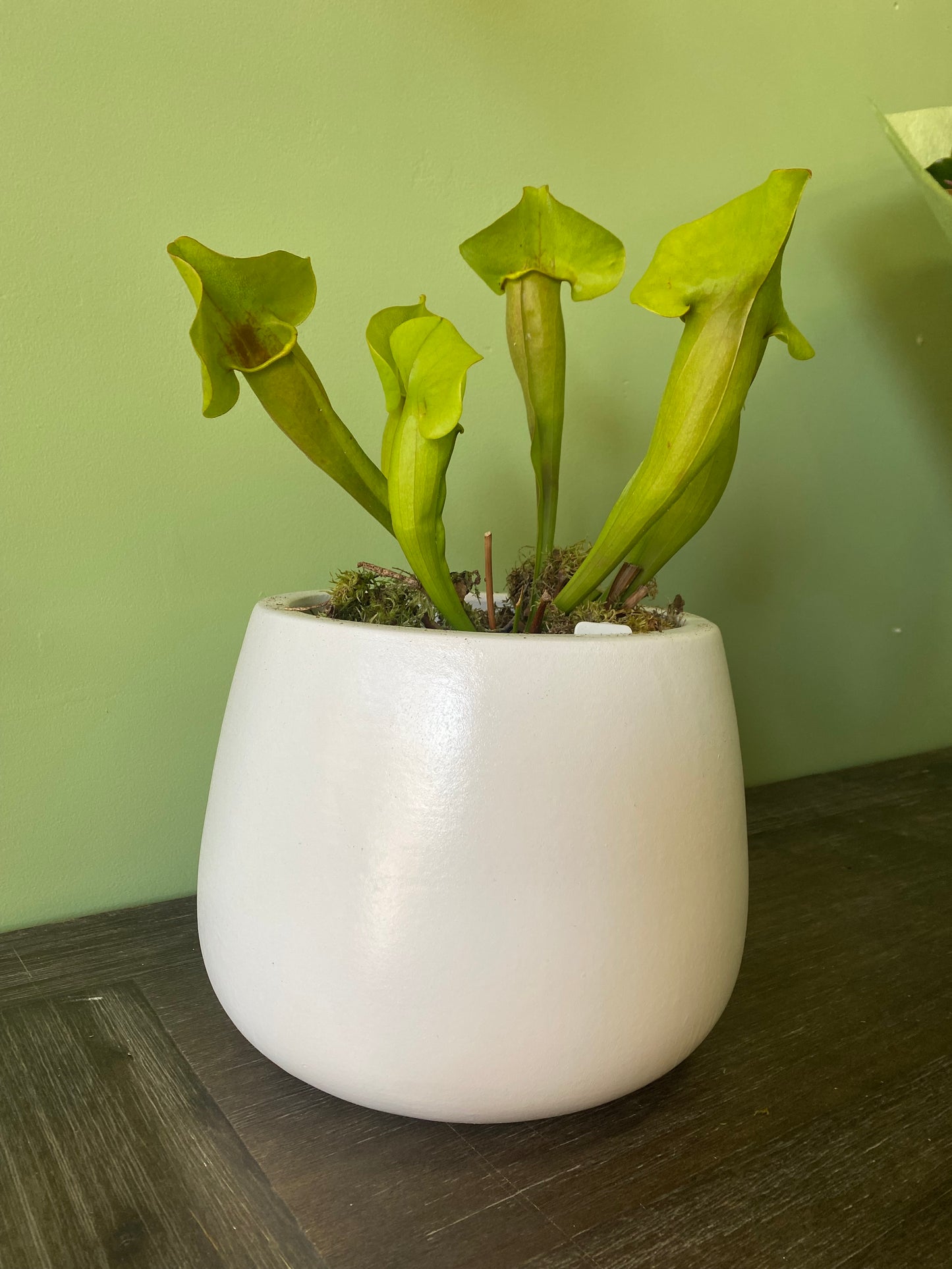 Plants
