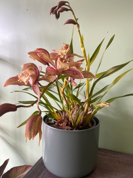 Orchids
